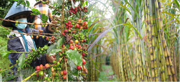 Thông báo giao chỉ tiêu trồng mới cà phê xứ lạnh năm 2023, đến năm 2025, trồng mới mía đường niên vụ 2023 - 2024